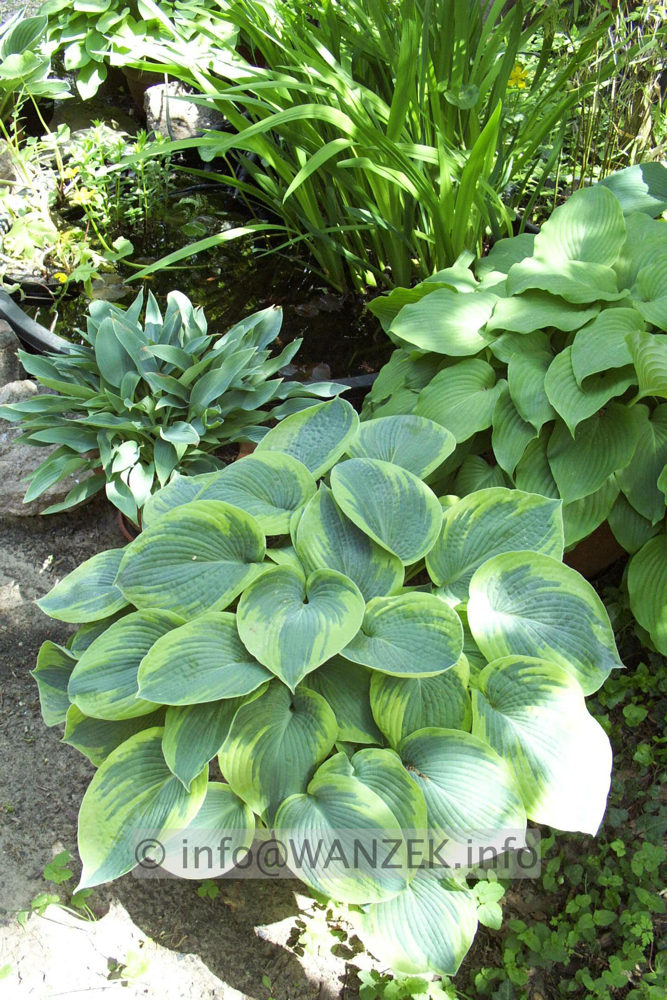 Hosta tokudama flavo-circinalis 07.jpg